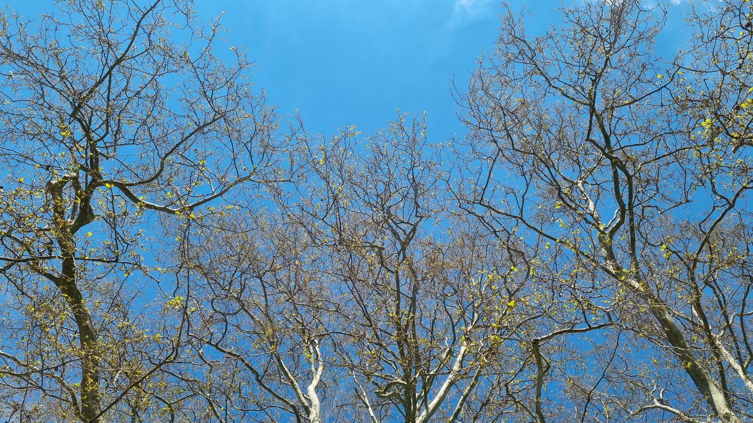 Ausschlagende Baumkronen vor blauem Himmel