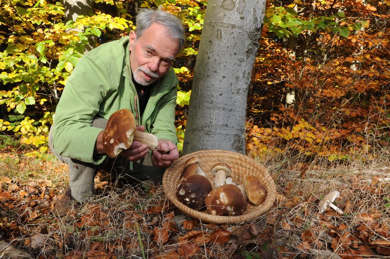 Günter Felix kniet im herbstlichen Buchenwald neben einem Korb voller Steinpilze und hält einen Pilz in der Hand