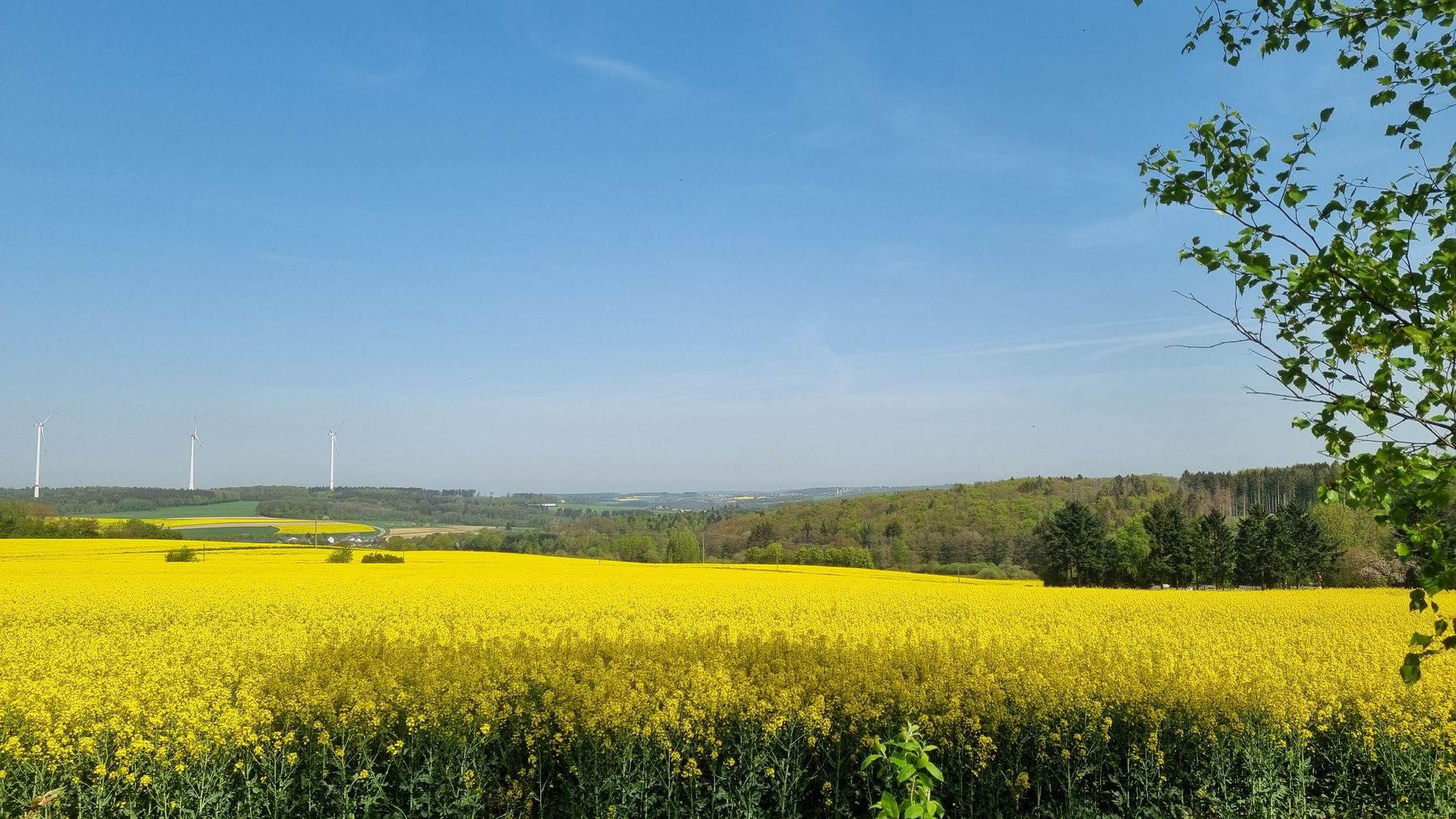 Blühendes Rapsfeld im Hunsrück, am Horizont Wald und Windräder